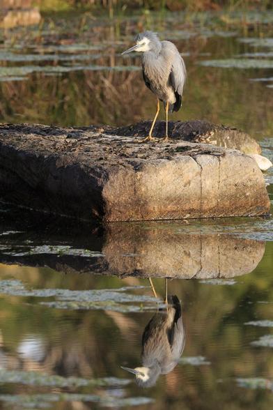 A grey heron standing on a rock. It has a white face, and yellow legs. Below, the lake reflects the rock and the heron perfectly.
