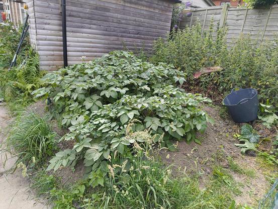 A soil heap behind a shed. planted with potatoes, behind are fern, nettles and a compost heap.
