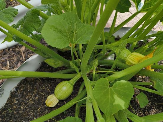 Young pumpkin plant with pumpkins just starting to form.