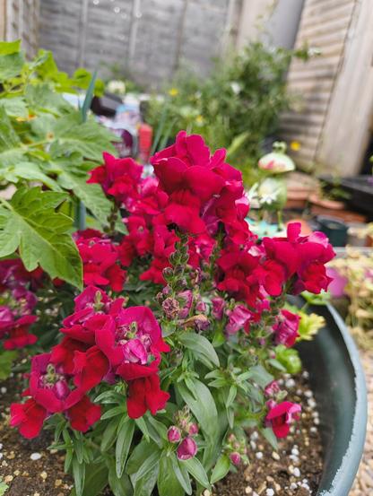 A raised bed with a red flowering antirrhinum if you're posh, or a red flowering snapdragon if you're not.