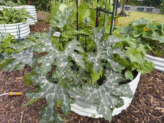 A circular raised bed packed with courgette and beans.