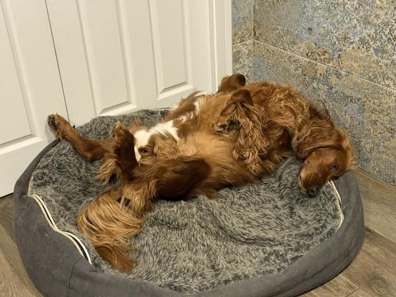 And Irish Setter in typical belly up spread eagle pose with a Cavalier snuggled on top
