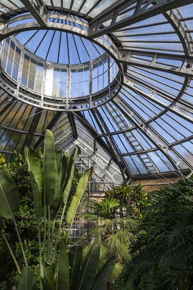 We're inside a large botanical greenhouse, in a space that's broadly octagonal with a sloping roof of glass that rises up to a central, small tower and dome atop. Through the glass panes above we can see bright blue sky. The lower part of the view is a jungle of green plants, vibrant, and with huge leaves. We can see a glass corridor directly ahead of us through the curtain of foliage that provides an exit from this building. It feels humid here.