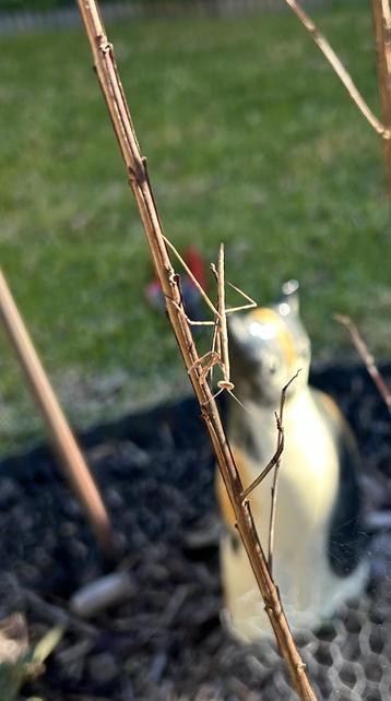 A baby Praying Mantis perched on the side of a twig from my Crepe Myrtle. There’s a blurry ceramic cat behind that a US friend sent me years ago.