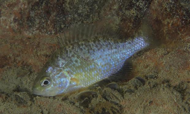 Un ejemplar de Lepomis gibbosus (Getty Images/imageBROKER RF)
