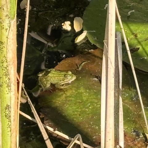 Meet Greena - the mascot of our study programme