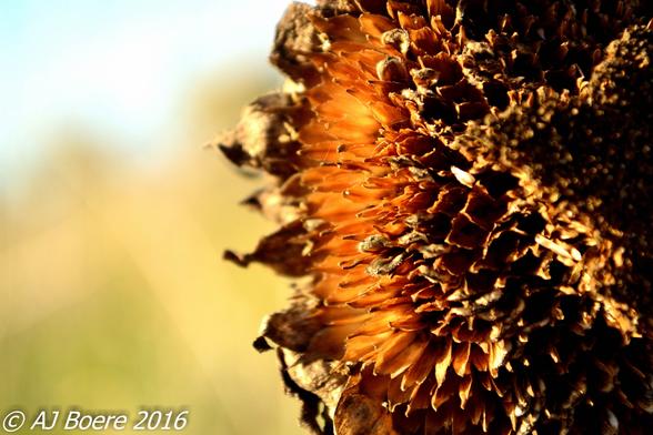 The plant has an erect rough-hairy stem, reaching typical heights of 3 metres (10 feet). The tallest sunflower on record achieved 9.17 m (30 ft 1 in) Sunflower leaves are broad, coarsely toothed, rough and mostly alternate; those near the bottom are largest and commonly heart-shaped
