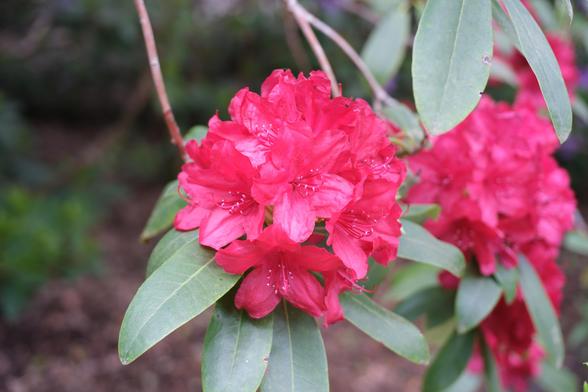 Red rhododendron flowers.