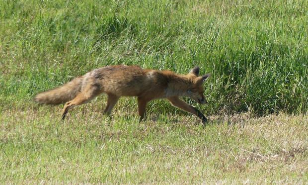Jungfuchs geht auf gemähter Wiese auf ein Fleckchen hohes Gras zu