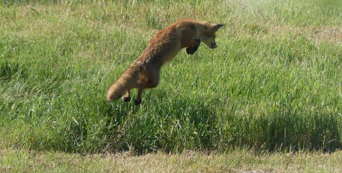 und springt - Fuchs im Flug