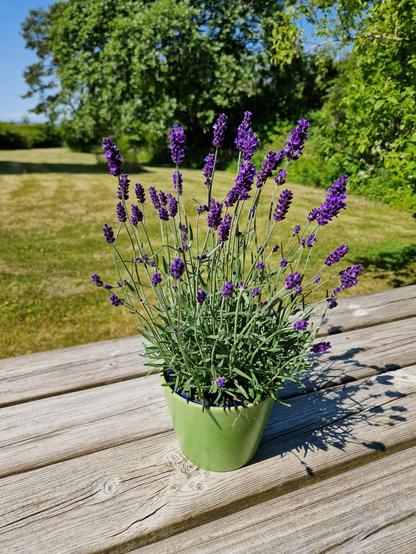 En kruka med lavendel placerade på ett trädäck. Grönska i bakgrunden.