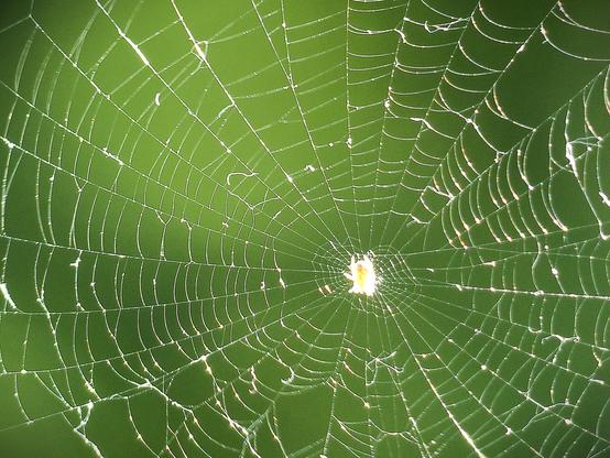 im Gegenlicht leuchtendes Spinnennetz mit kleiner Spinne im Zentrum vor grünem Hintergrund