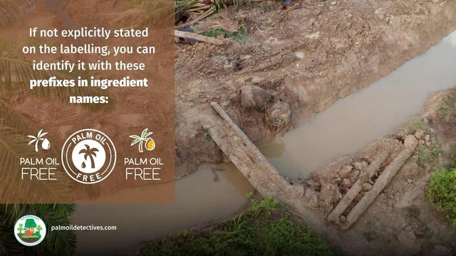 Do you know what the worst taste is? It's the revolting taste of rainforests being destroyed for #palmoil in #chocolate and #candy made by #Nestle #Mondelez #Ferrero. Make sure you #BoycottPalmOil 🌴🩸🚜🔥🙈☠️🚫 #Boycott4Wildlife https://palmoildetectives.com/2021/02/11/palm-oil-free-chocolate-and-confectionery/?utm_source=mastodon&utm_medium=Palm+Oil+Detectives&utm_campaign=publer