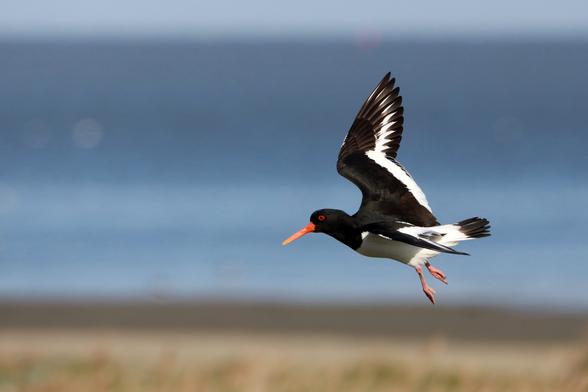 Schwarz-weißer Austernfischer im Flug mit ausgebreiteten Flügeln vor blauem Himmel. Der Vogel zeigt seinen charakteristischen orangeroten Schnabel und die rötlichen Beine, während er über eine unscharfe Landschaft fliegt. Seine Flügel weisen das typische Muster mit schwarzen Oberseiten und weißen Unterseiten auf.