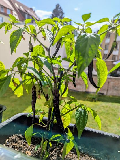 Grüne Chilipflanze mit violetten Blüten und langen dunklen Schoten