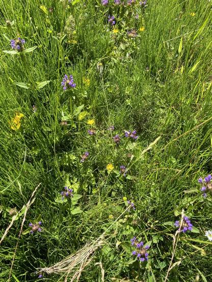 Wildblumenwiese mit lila und gelben Blüten

Wildflower lawn with purple and yellow blossoms