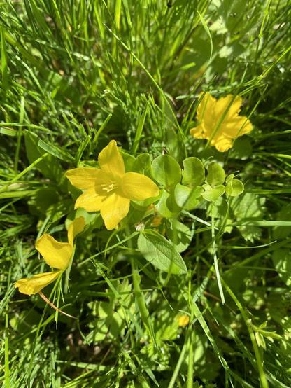 Zwei gelbe Wildblumen nebeneinander, leicht zu verwechseln im hohen Gras: 

Two yellow wildflowers directly next to each other, easy to  mix up in the high grass: 

Lysmachia nummularia & Ranunculus repens