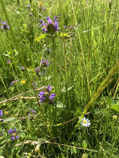 Wildblumenwiese mit lila und gelben Blüten

Wildflower lawn with purple and yellow blossoms