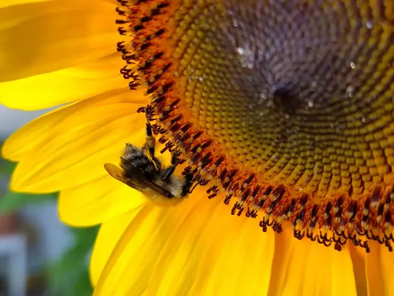 Close-up of a sunflower with a bee.