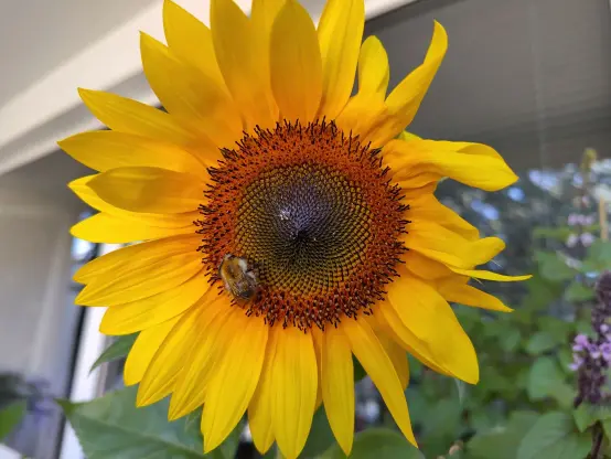 A large sunflower bloom with a bee on it.