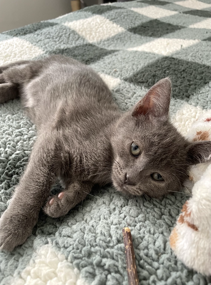 A grey kitten lays on a soft fleece blanket