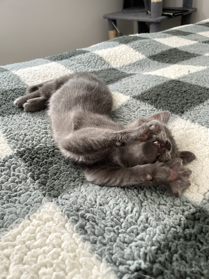 A grey kitten stretches her front paws, showing tiny teeth