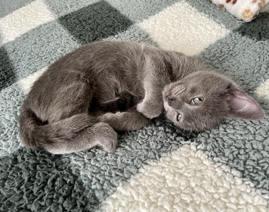 A grey kitten curls on her side with her feet tucked in