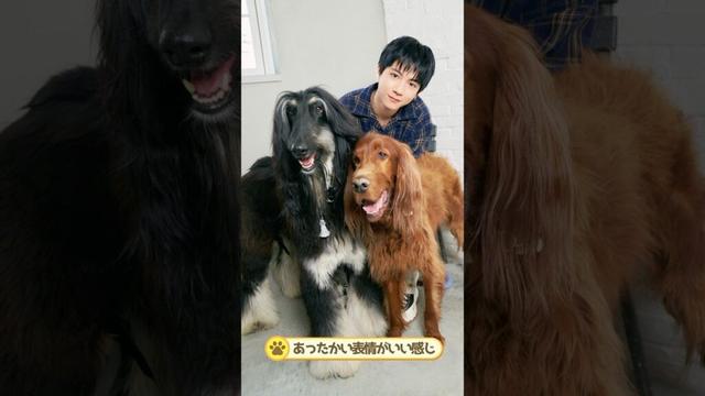 SUPER★DRAGON田中洸希さんが愛犬たちを連れて遊びにきてくれました！（アイリッシュセッター×アフガンハウンド｜月刊わんこ撮影オフショット）#shorts