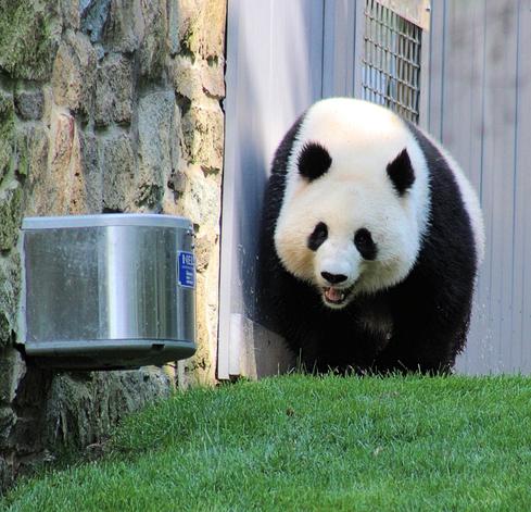 Giant panda Qing Bao is walking toward her water feeder.