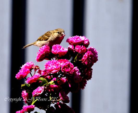 The house sparrow is typically about 16 cm (6.3 in) long, ranging from 14 to 18 cm (5.5 to 7.1 in) The house sparrow is a compact bird with a full chest and a large, rounded head. Its bill is stout and conical with a culmen length of 1.1–1.5 cm (0.43–0.59 in), strongly built as an adaptation for eating seeds. Its tail is short, at 5.2–6.5 cm (2.0–2.6 in) long. The wing chord is 6.7–8.9 cm (2.6–3.5 in), and the tarsus is 1.6–2.5 cm (0.63–0.98 in) Wingspan ranges from 19–25 centimetres (7.5–9.8 in)

In mass, the house sparrow ranges from 24 to 39.5 g (0.85 to 1.39 oz). Females usually are slightly smaller than males. The median mass on the European continent for both sexes is about 30 g (1.1 oz), and in more southerly subspecies is around 26 g (0.92 oz). Younger birds are smaller, males are larger during the winter, and females are larger during the breeding season. Birds at higher latitudes, colder climates, and sometimes higher altitudes are larger (under Bergmann's rule), both between and within subspecies