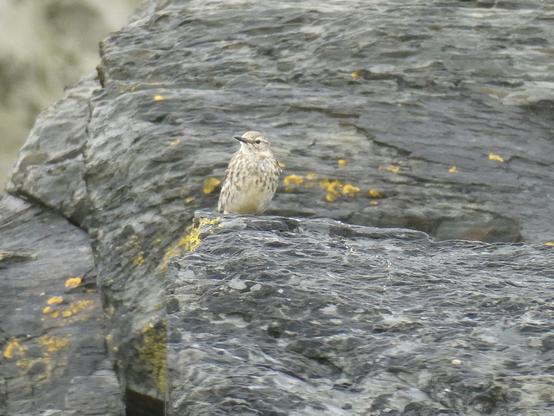 Photo of a rock pipit, a small pale bird with a brown speckled breast, perched on a grey rock at the foot of a cliff. There are patches of yellow lichen on the rock face.