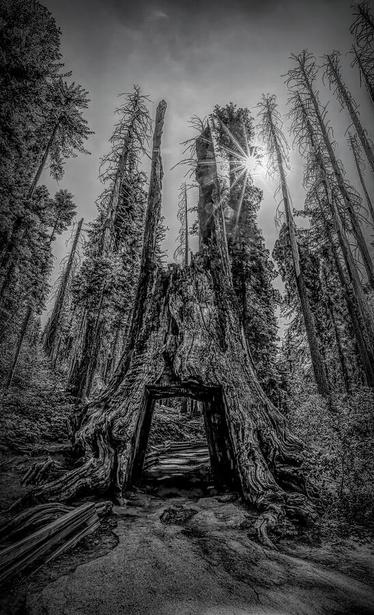 Iconic Dead Giant Tunnel Tree in Yosemite's Tuolumne Grove, an ancient sequoia with carved passage, showcasing nature's grandeur and human interaction with these majestic giants.