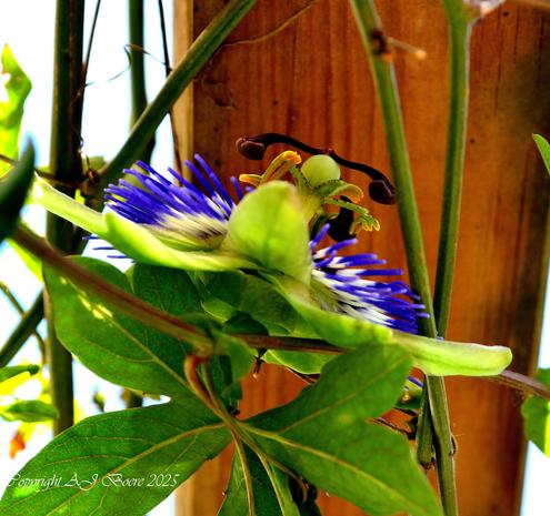 They are mostly tendril-bearing vines, with some being shrubs or trees. They can be woody or herbaceous

Passion flowers produce regular and usually showy flowers with a distinctive corona. There can be as many as eight concentric coronal series, as in the case of P. xiikzodz and Passiflora alata. The hallmark of the genus is the androgynophore, a central column to which the stamens and pistil are attached, which can be very long in some species such as Passiflora coactilis. The flower is pentamerous (except for a few Southeast Asian species) and ripens into an indehiscent fruit with numerous seeds