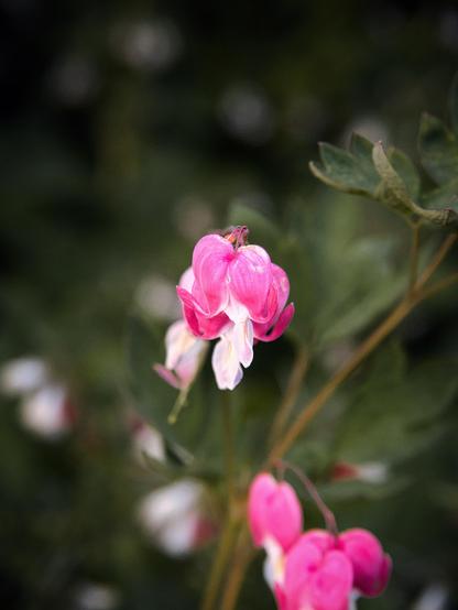 Plant: bleeding heart