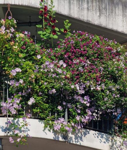 Balkonien von außen, Clematis und Stockrosen