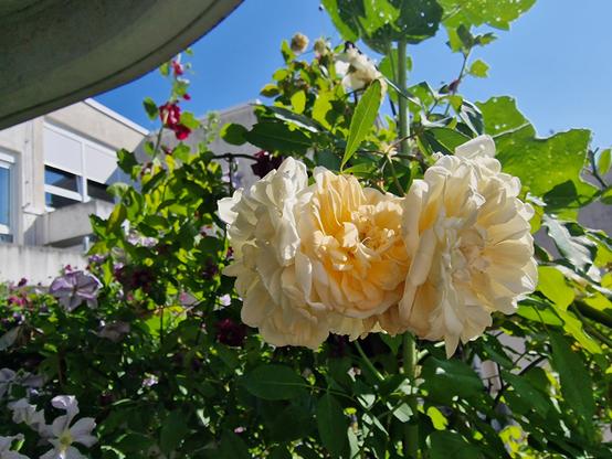 Noisette-Rose, Alcea rosea, Clematis viticella