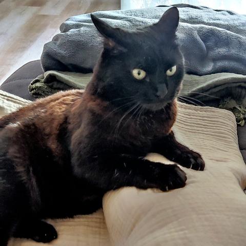 A black cat lies on a blanket between the legs of a human, her head held up attentively, her ears rotated backwards.