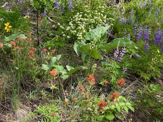 Beside the trail are Arrowleaf Balsomroot, Indian Paintbrush, Lupine, and Ninebark in a mix of green, purple, red, white, and yellow.