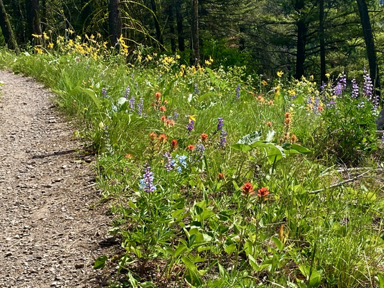 The trail is on the left, pine forest behind. To the right are Arrowleaf Balsomroot, Lupine, and Indian Paintbrush, the purple, red, and yellow bright against the vast shades of green.