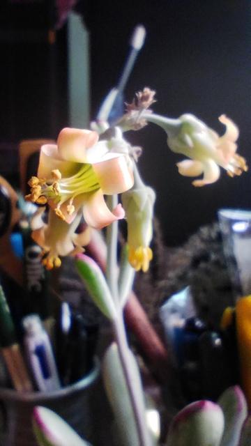 Cotyledon orbiculata, aka “Pig’s ear”, on my desk.