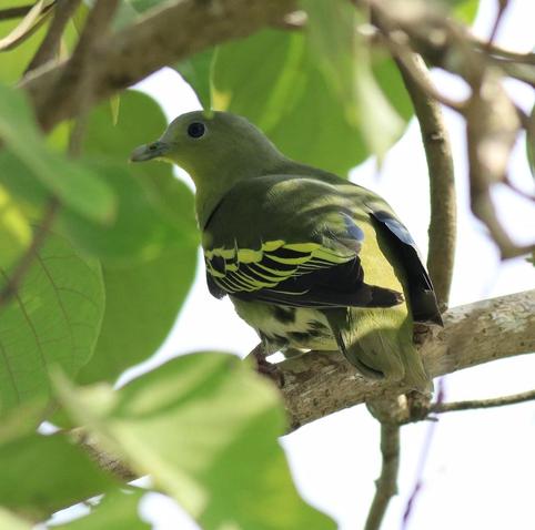 Photo of Treron affinis (Gray-fronted Green-Pigeon) by afsarnayakkan. Attribution: (c) Afsar Nayakkan, some rights reserved (CC BY).