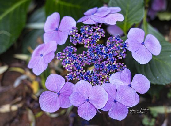 Crown of Grace Lacecap Hydrangea Butchart Gardens

This stunning bloom is a Lacecap Hydrangea, a distinctive variety of Hydrangea macrophylla, captured in the breathtaking beauty of Butchart Gardens, Victoria, British Columbia. Unlike the full, snowball-like mophead hydrangeas, lacecaps are elegantly understated, with a ring of large, pastel-colored petals encircling a delicate crown of smaller, fertile blossoms in deep violet and sapphire hues.

In this image, the soft lavender outer florets form a radiant halo around the intricate, beaded core—a masterpiece of nature’s design. The vivid contrast between the dainty central flowers and the broad, velvety petals creates a perfect harmony of texture, form, and color, drawing the eye in a contemplative spiral. The cool purple tones whisper serenity and calm, reminiscent of impressionist brushstrokes by Monet or Van Gogh, yet entirely original to God’s divine artistry.



Image:
https://fineartamerica.com/featured/crown-of-grace-lacecap-hydrangea-butchart-gardens-wayne-moran.html

Read more:
https://waynemoranphotography.com/blog/pacific-northwest-photography-adventure-a-journey-through-natures-masterpieces/

#Hydrangea #flowers #ButchartGardens #Nature #Victoria #BC #BritishColumbia #Canada #travel #travelPhotography #Landscape #landscapes #art #fineart 

#ayearforart #buyintoart