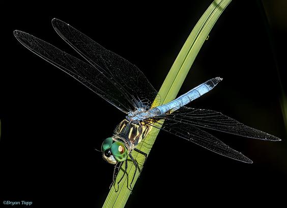 Insect with a vivid blue body, four wings, a patterned yellow and brown body with large iridescent eyes, a bulbous nose with a slight horn, and a little beard.  It is perched on a blade of green grass.  This is a Blue Dasher, a skimmer in the general Dragonfly Order.
