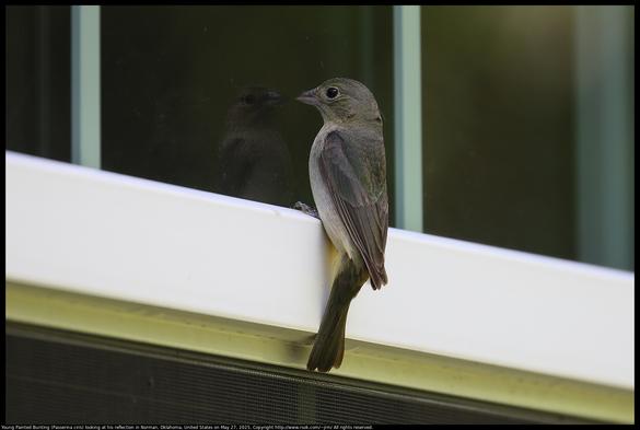 A young Painted Bunting (Passerina ciris) was looking at his reflection in a window in Norman, Oklahoma, United States on May 27, 2025. Reflections seemed to be a new experience for the bird, but at that young age I expect most experiences are new.