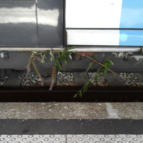 Photo du bas de la porte d'une rame de RER francilien. Une plante discrètement fleurie, coincée dans la glissière du mécanisme d'ouverture de la porte coulissante, s'y trouve suspendue, arrachée. La machine a vaincu la plante – à moins que cela n'ait grippé le mécanisme ?