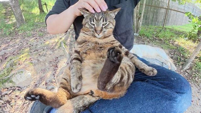 いつも寝てばかりのキジ猫とシャム猫の寝坊助コンビが仲良くお昼寝する