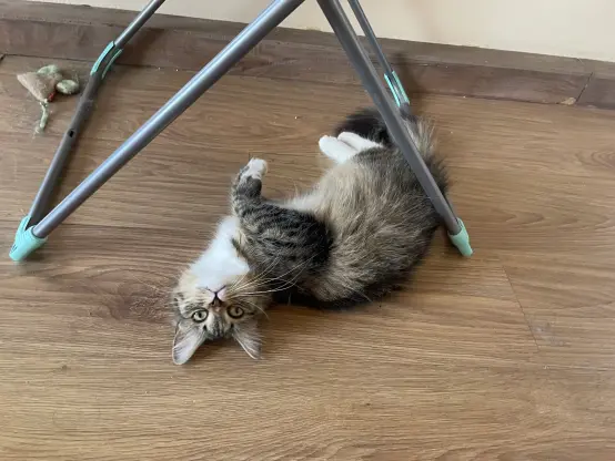 Nova is flopped under a drying rack, upside down. She's looking at camera with slightly owo face