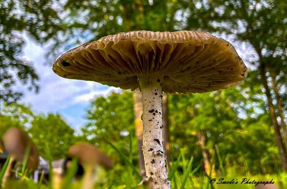Shelter for the Small

"From this low-angle perspective, the mushroom becomes almost regal—its light brown cap freckled with darker spots, resembling the dome of an old woodland cathedral. The white stem, flecked with tiny black specks, rises from the earthy floor like a miniature column. The delicately ribbed gills beneath the cap are sharply in focus, drawing your eye upward toward a background of soft green foliage and hints of sky-blue peeking through the trees. It feels as though the mushroom is holding court under the canopy." - Copilot
