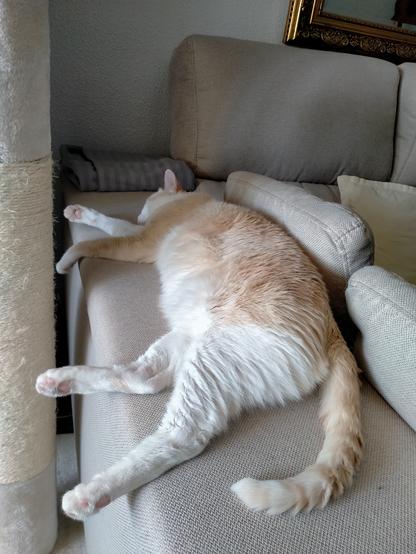 Fariña, orange and white cat, sleeping on a couch armrest in a super flat position