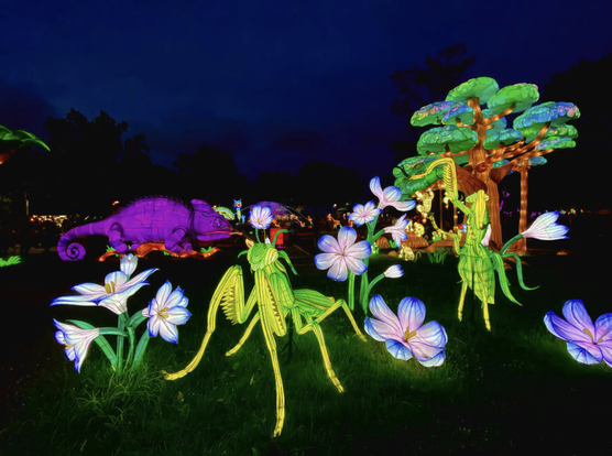 A lively and vibrant lantern display from the Philadelphia Chinese lantern festival featuring giant illuminated praying mantises, delicate glowing flowers, a striking purple chameleon, and a luminous tree canopy. This whimsical night scene celebrates nature’s creatures and the artistry of traditional lantern craftsmanship, offering a magical visual experience for festival-goers.